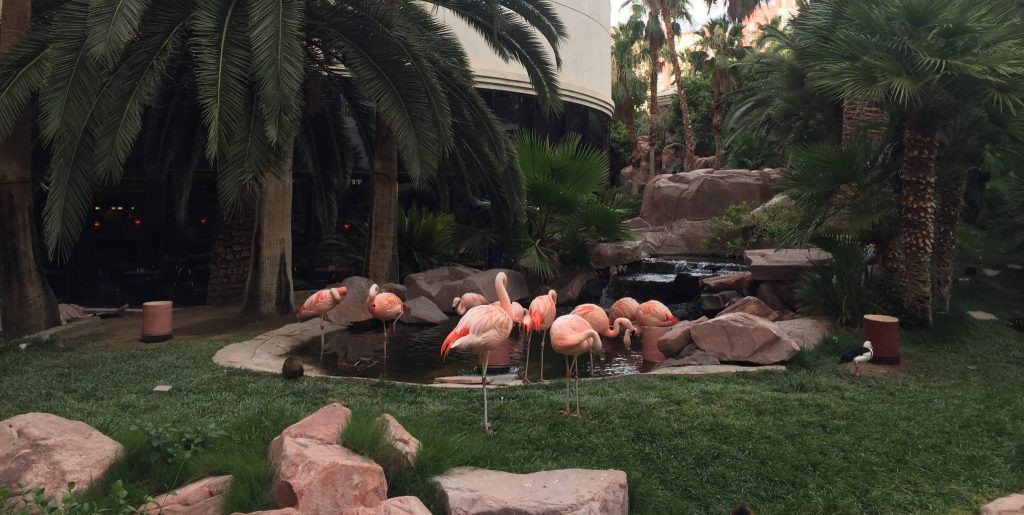 flamingos-at-flamingo-las-vegas-iulie-2015-e1473418747558-1024x515