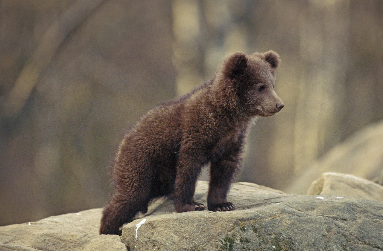 Brown Bear (Ursus arctos) cub peering from the top of a rock .